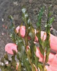 Potamogeton illinoensis