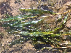 Potamogeton illinoensis