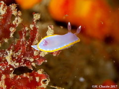 Felimida purpurea