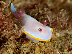Felimida purpurea