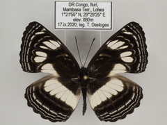 Neptis nigra