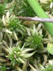 Sphagnum denticulatum