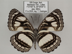 Neptis nigra