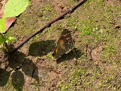 Symbrenthia hypselis