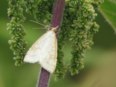 Udea lutealis