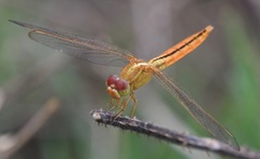Crocothemis servilia