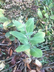 Magnoliopsida