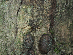 Svistella bifasciata