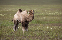 Camelus bactrianus