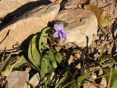 Viola prionantha