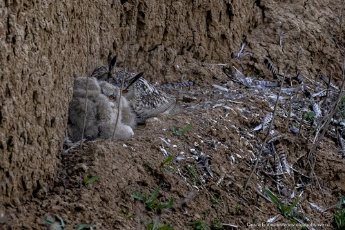 Eurasian Eagle-Owl Close-Up