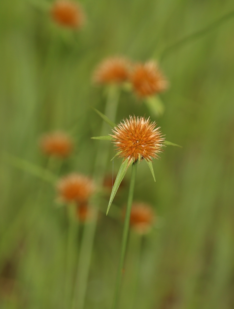 Rhynchospora wightiana (Rhynchospora wightiana)