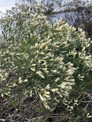 Baccharis halimifolia image
