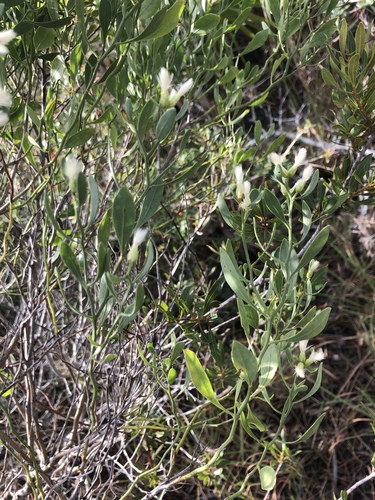 Baccharis halimifolia image