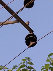 Acridotheres tristis