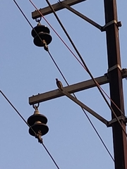 Acridotheres tristis