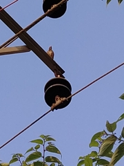 Acridotheres tristis