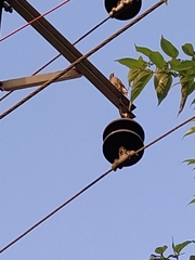 Acridotheres tristis