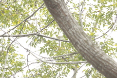 Phylloscopus borealis