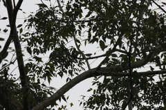 Phylloscopus borealis