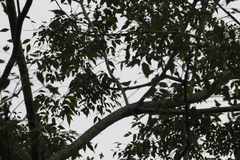 Phylloscopus borealis