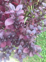 Magnoliopsida