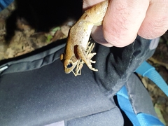 Rana longicrus