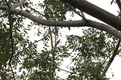 Phylloscopus borealis