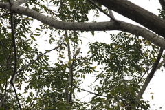 Phylloscopus borealis