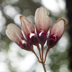 Bulbophyllum lepidum