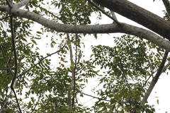 Phylloscopus borealis