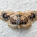 Idaea macrospila - Photo (c) MSOne, some rights reserved (CC BY-NC-ND), uploaded by MSOne