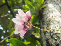 Bulbophyllum lepidum