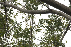 Phylloscopus borealis