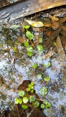 Ludwigia repens