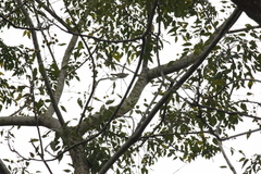 Phylloscopus borealis