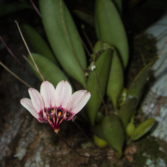Bulbophyllum lepidum