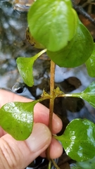 Ludwigia repens