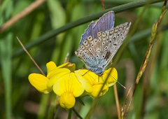 Polyommatus icarus