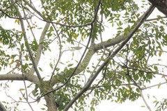 Phylloscopus borealis