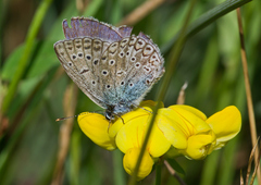 Polyommatus icarus