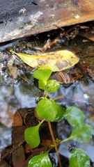 Ludwigia repens
