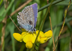 Polyommatus icarus