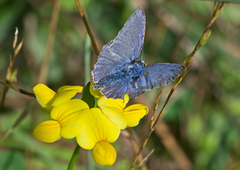 Polyommatus icarus