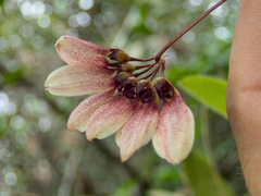 Bulbophyllum lepidum