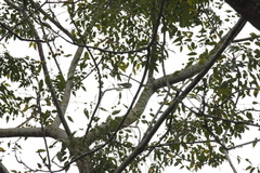 Phylloscopus borealis