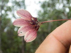 Bulbophyllum lepidum