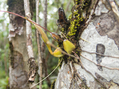Bulbophyllum lepidum