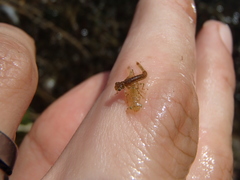 Xanthocnemis zealandica