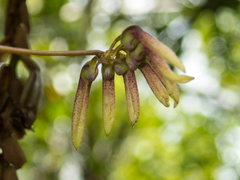 Bulbophyllum lepidum
